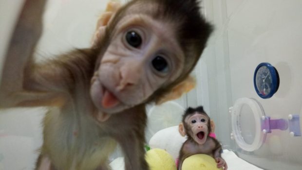 chinese cloned monkey
