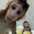 chinese cloned monkey