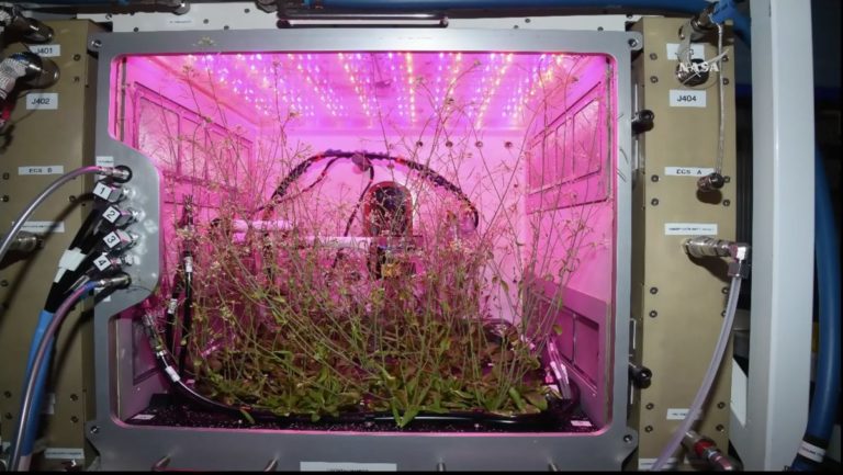 Nasa Plants Space 768x433 